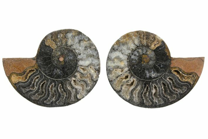 Cut/Polished Ammonite Fossil - Unusual Black Color #165661